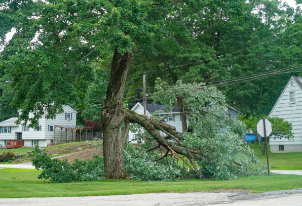 Tree Health Inspection in Calverton, MD